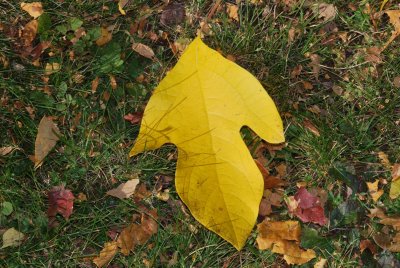 Sassafras albidum - kašta bělavá - podzimní list